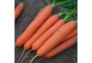 Сатурно F1 - морковь, Clause фото, цена